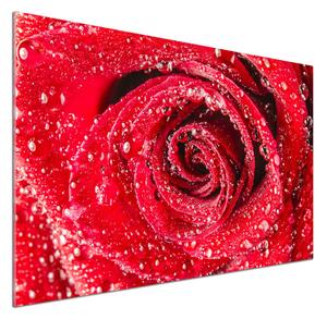 Panel lacobel Kapky vody na růži pksh-83790041