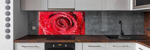 Panel lacobel Kapky vody na růži pksh-83790041