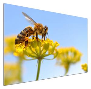 Panel lacobel Včela na květině pksh-83831573