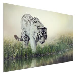 Dekorační panel sklo Bílý tygr pksh-84071201