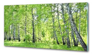 Dekorační panel sklo Břízový les pksh-84161730
