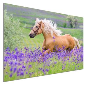 Panel lacobel Kůň na poli levandule pksh-84450910