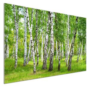 Dekorační panel sklo Břízový les pksh-85613602