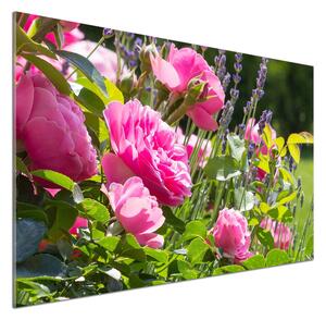 Dekorační panel sklo Díková růže pksh-86194342