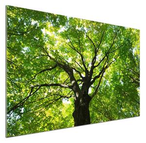 Dekorační panel sklo Zelený les pksh-86959394