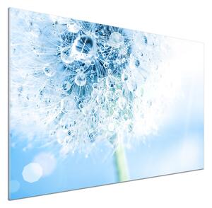 Dekorační panel sklo Pampeliška pksh-87595750