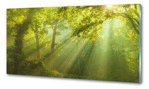 Dekorační panel sklo Les slunce pksh-88868942