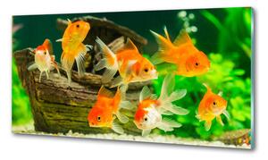 Dekorační panel sklo Zlaté rybky pksh-89540196