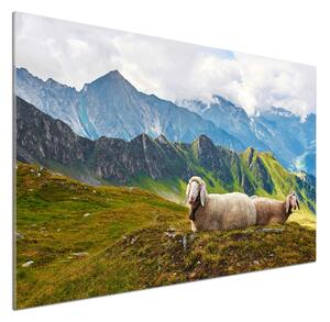 Panel do kuchyně Ovce v Alpách pksh-90327187