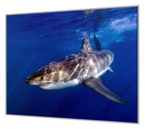 Ochranná deska žralok pod hladinou - 52x60cm / S lepením na zeď