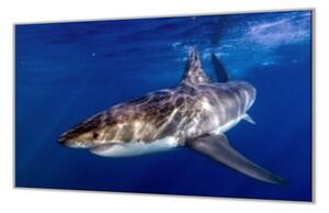 Ochranná deska žralok pod hladinou - 52x60cm / S lepením na zeď