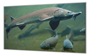Ochranná deska ryba jeseter ve vodě - 50x70cm / S lepením na zeď