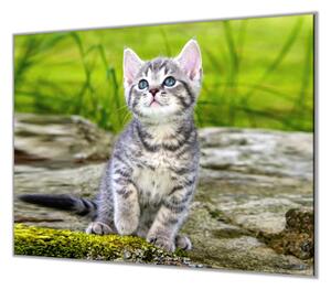 Ochranná deska šedé kotě v přírodě - 50x70cm / Bez lepení na zeď