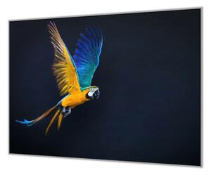 Ochranná deska letící papoušek Ara Ararauna - 52x60cm / S lepením na zeď