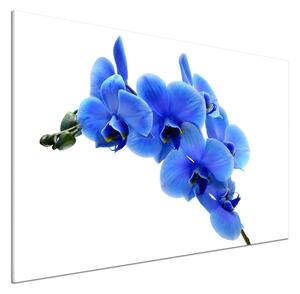 Panel do kuchyně Modrná orchidej pksh-91549599