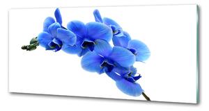 Panel do kuchyně Modrná orchidej pksh-91549599