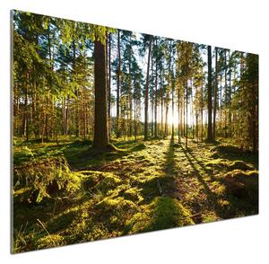 Dekorační panel sklo Sosnový les pksh-92027264