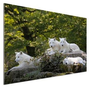 Panel do kuchyně Bílí vlci a skála pksh-93949837