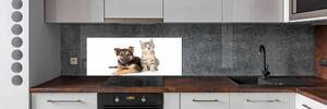 Dekorační panel sklo Pes a kočka pksh-94452483