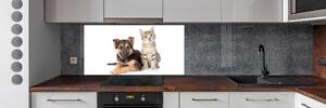 Dekorační panel sklo Pes a kočka pksh-94452483