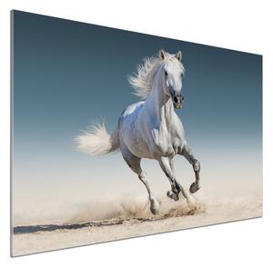 Panel lacobel Bílý kůň ve cvalu pksh-95257889
