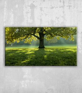 Obraz strom příroda les
