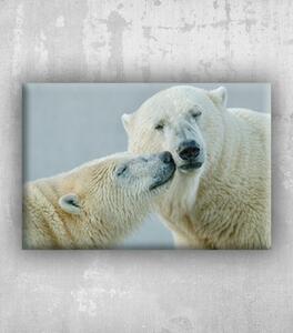Obraz detailní záběr na pár ledních medvědů ursus maritimus