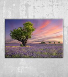 Obraz levandulové pole při západu slunce poblíž valensole