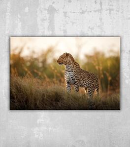 Obraz Africký leopard ženská póza v krásném večerním světle