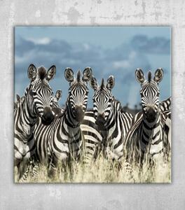 Obraz stádo zeber v divoké savaně, serengeti, afrika