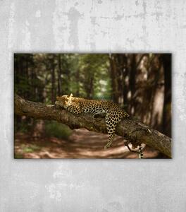 Obraz krásný záběr líného leoparda spočívajícího na stromě s rozmazaným pozadím