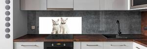 Dekorační panel sklo Bílé kočky pksh-97350767