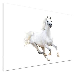 Panel do kuchyně Bílý arabský kůň pksh-99028092