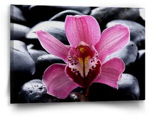 Sablio Obraz Růžová orchidea - 60x40 cm