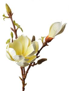 Velká umělá květina žlutá magnolie – 70 cm