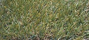 Umělá tráva Glade BARVA: Zelená, ŠÍŘKA: 2 m