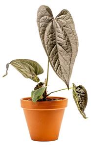 Anthurium Queen of Hearts, průměr 12 cm Anturie, Toulitka, Prasečí ocásek