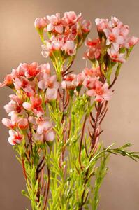 Paramit Umělá květina Waxflower světle růžový 79 cm