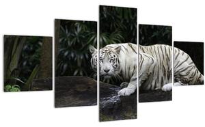 Obraz - Tygr albín (125x70 cm)