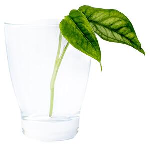 Monstera Siltepecana - řízek k zakořenění Monstera