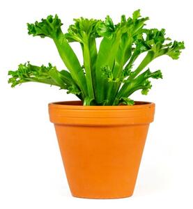 Asplenium antiquum Leslie, průměr 12 cm Sleziník