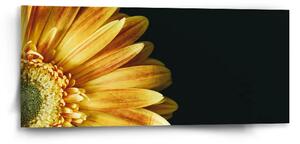 Sablio Obraz žlutá gerbera - 110x50 cm