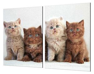 Ochranná deska s fotkou koťata britské kočky - 52x60cm / S lepením na zeď