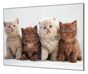 Ochranná deska s fotkou koťata britské kočky - 40x40cm / Bez lepení na zeď