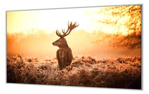 Ochranná deska jelen v září slunce - 52x60cm / S lepením na zeď