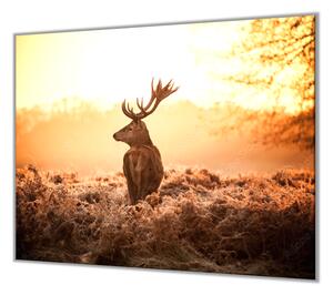 Ochranná deska jelen v září slunce - 40x60cm / Bez lepení na zeď