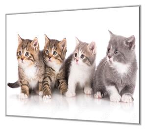 Ochranná deska čtyři koťata na bílém pozadí - 50x70cm / Bez lepení na zeď