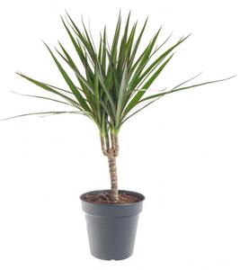 Dračinec vroubený, Dracaena marginata, 1 výhon, průměr květináče 12 cm