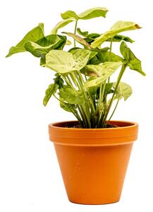 Syngonium Confetti, průměr 12 cm Syngonium, Syngónium