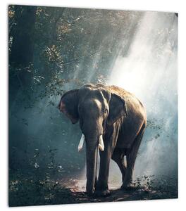 Obraz slona v džungli (30x30 cm)